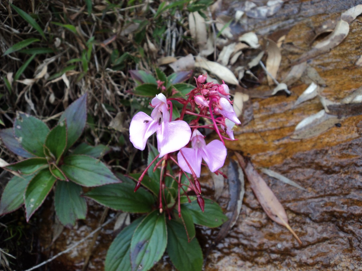 Impatiens